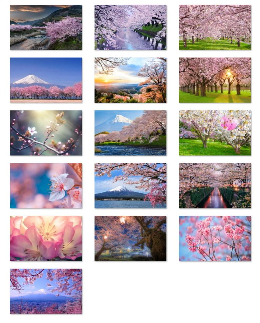 Cherry Blossoms wallpapers for Windows