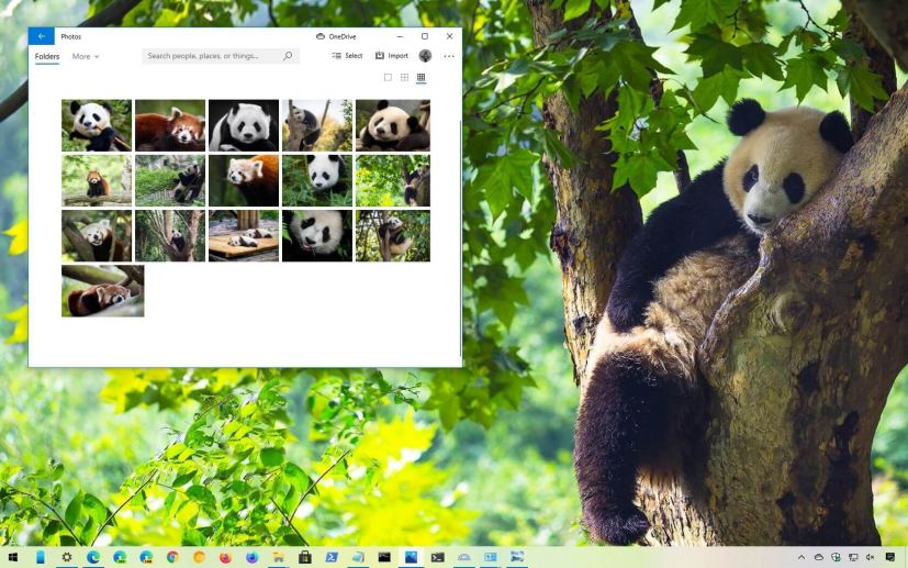 Panda Bears theme for Windows 10