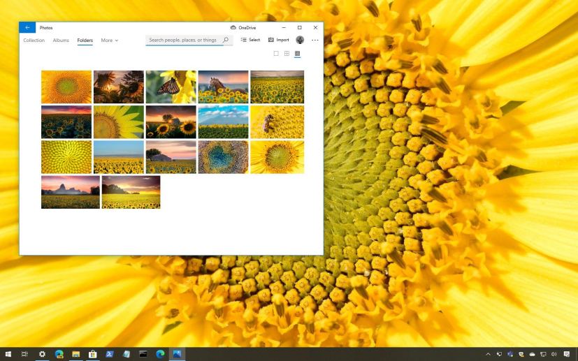 Sunflowers 4K theme for Windows 10