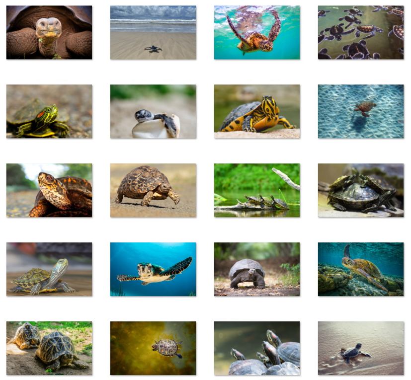 Turtles And Tortoises wallpapers