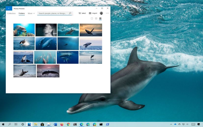 Whales and Dolphins theme for Windows 10